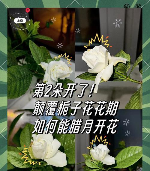 栀子花的花期如何解析？掌握哪些关键点可以持续开花？