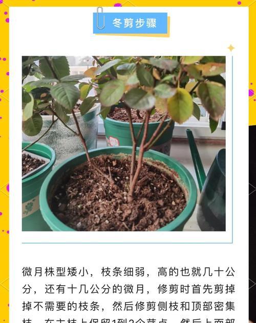 紫藤冬季如何修剪？老枝更新如何进行？