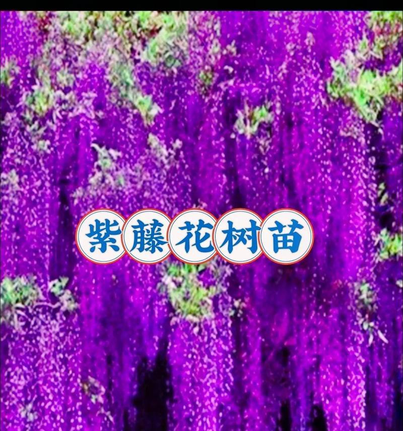紫藤冬季如何修剪？老枝更新如何进行？