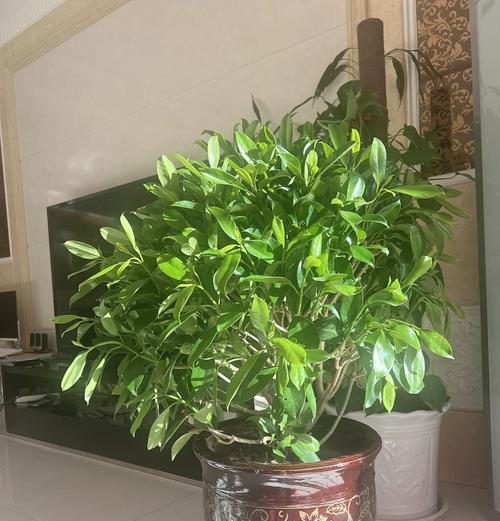 非洲茉莉秋天如何养殖？