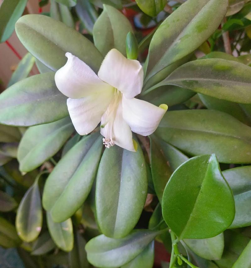 非洲茉莉秋天如何养殖？