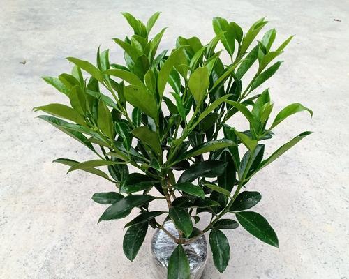 非洲茉莉秋天如何养殖？