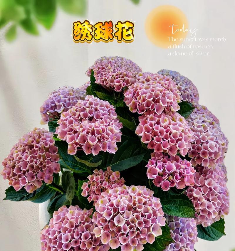 绣球花有哪些品种？如何进行品种盘点？