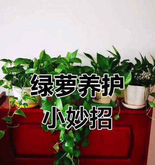 绿萝小盆栽怎么养？有哪些养护技巧？