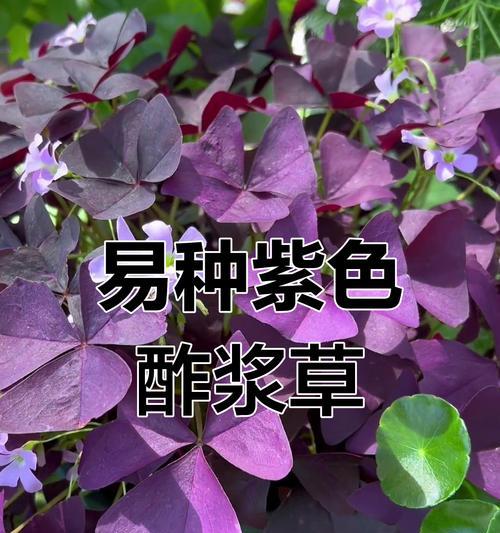 酢浆草如何四季开花？新手养酢浆草需要注意什么？