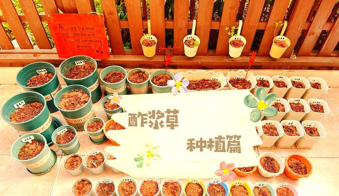 酢浆草如何四季开花？新手养酢浆草需要注意什么？