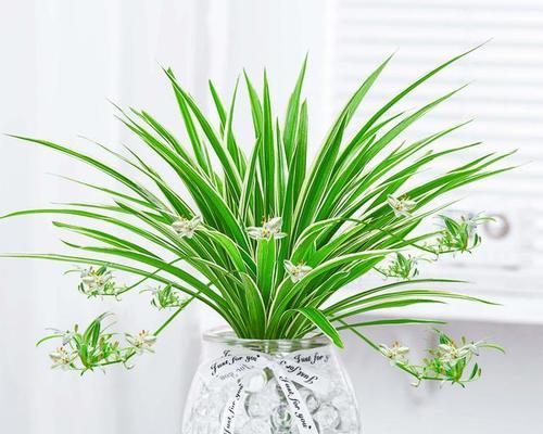 水培花有哪些？如何实现干净简洁又上档次的水培？