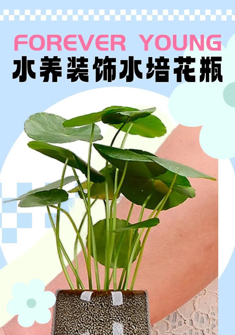 水培花有哪些？如何实现干净简洁又上档次的水培？