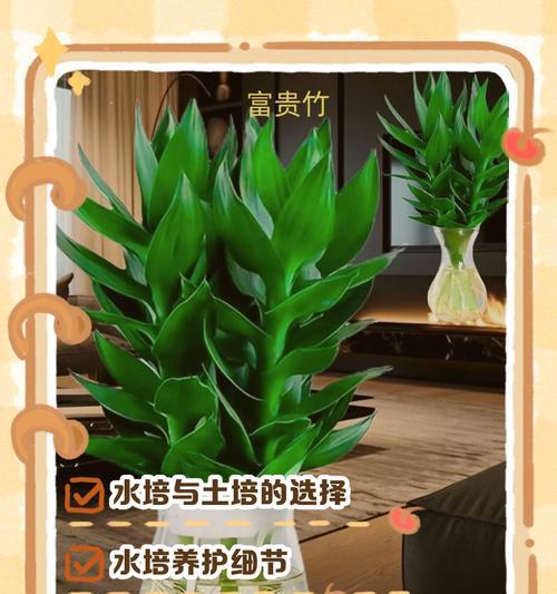富贵竹的养护技巧是什么？如何养好富贵竹？