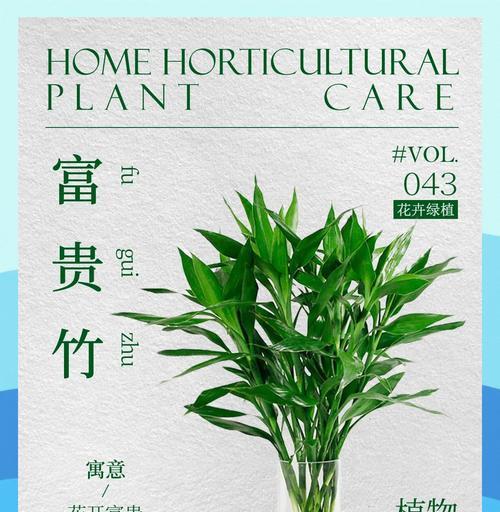 富贵竹的养护技巧是什么？如何养好富贵竹？