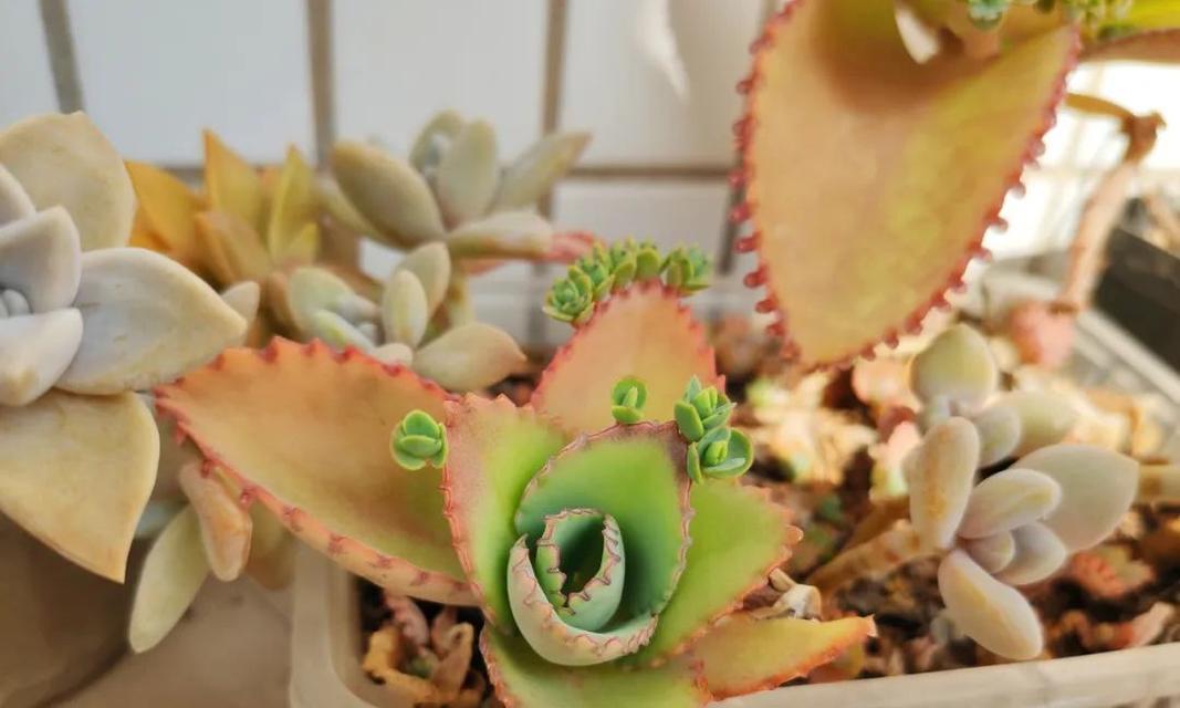 落地生根盆栽花怎么养？有哪些养护要点？
