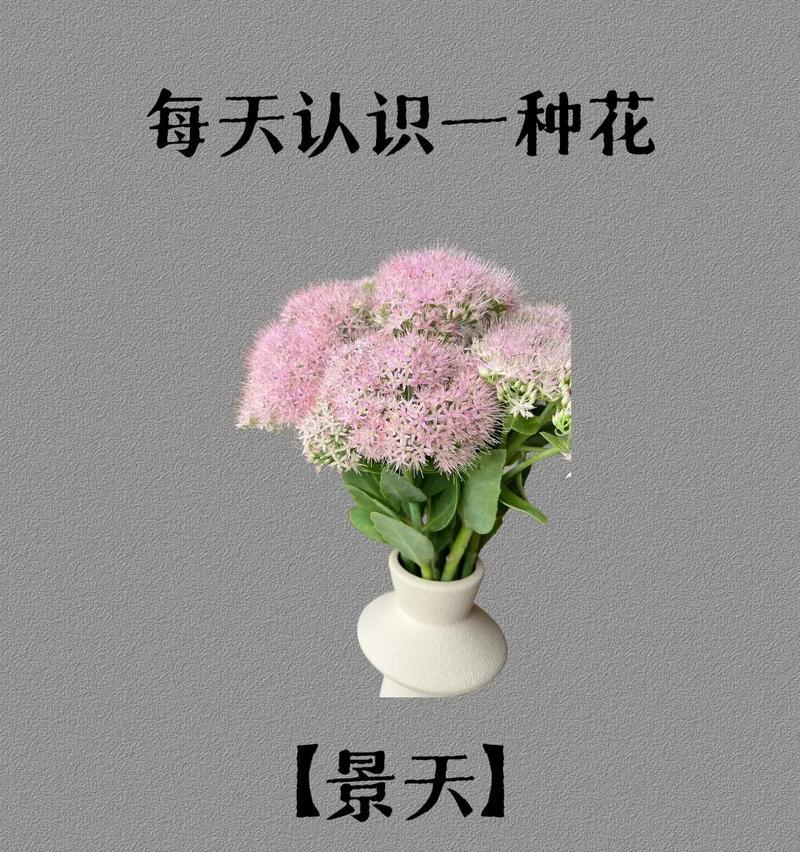 醡浆草蔫巴发黄怎么办？有哪些拯救方法？