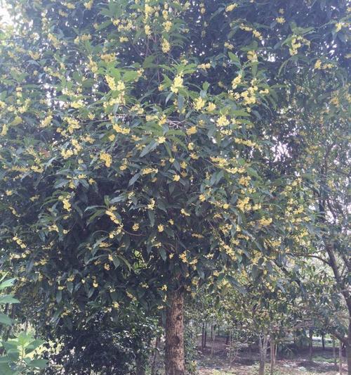 大型桂花树种植要点是什么？如何进行庭院绿化？