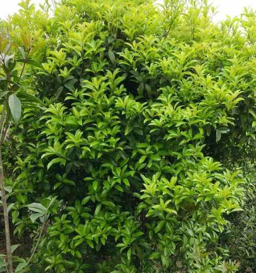 大型桂花树种植要点是什么？如何进行庭院绿化？