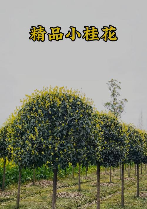 大型桂花树种植要点是什么？如何进行庭院绿化？
