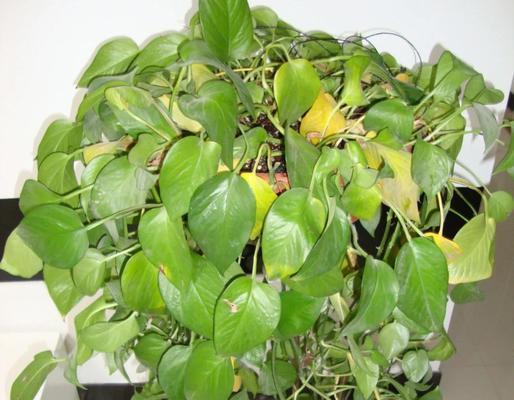 秋季绿萝如何护理与繁殖？如何实现盆栽倍增？