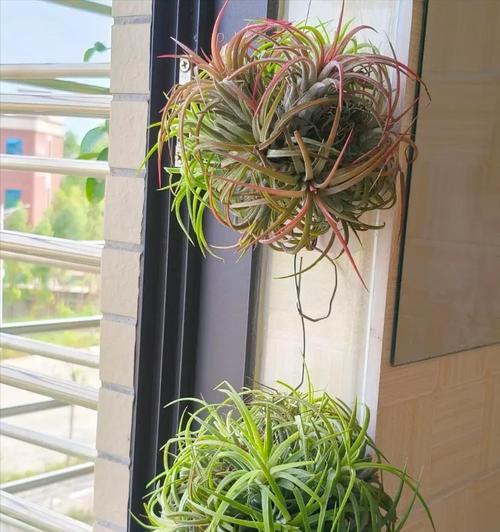 家里阳光不足如何养花？哪些耐阴植物适合？