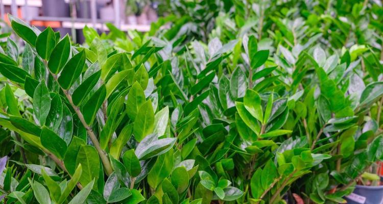 家里阳光不足如何养花？哪些耐阴植物适合？