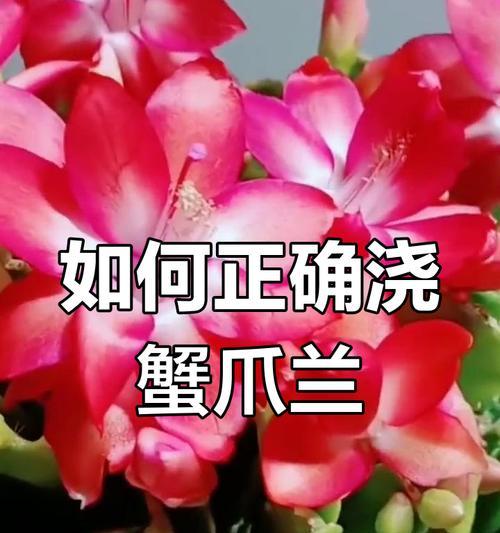 养蟹爪兰如何正确浇水？避免浇水不当的方法是什么？