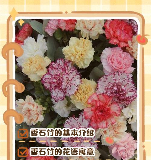 石竹如何养护？有哪些养护技巧？