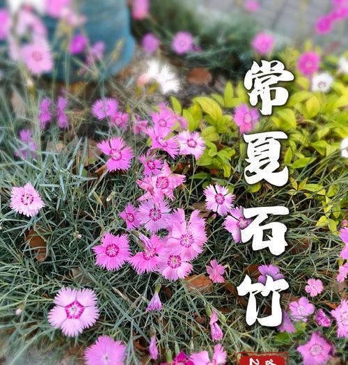 石竹如何养护？有哪些养护技巧？