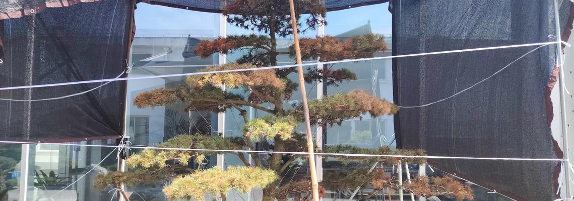 五针松叶子发黄枯萎怎么办？如何进行有效养护？