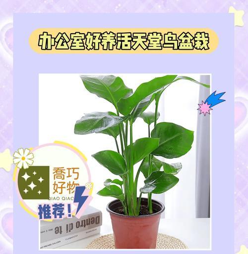 养天堂鸟如何正确养护？有哪些技巧？