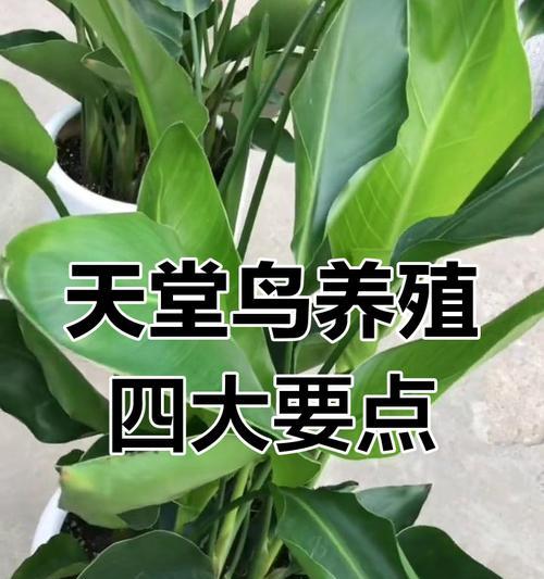 养天堂鸟如何正确养护？有哪些技巧？