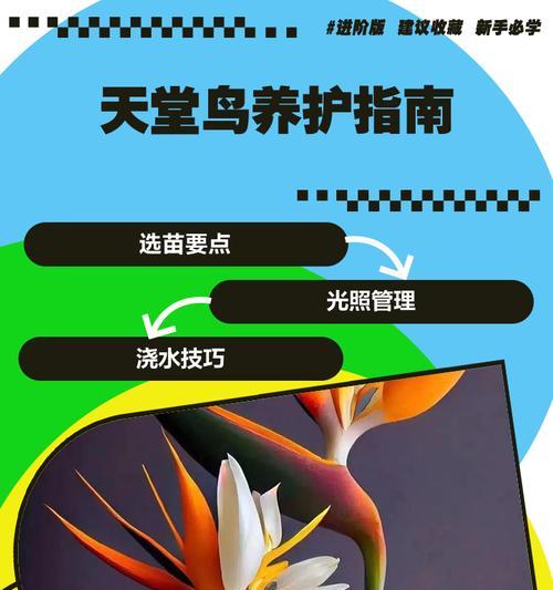 养天堂鸟如何正确养护？有哪些技巧？