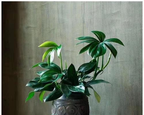 阳台盆栽花卉有哪些推荐？如何让阳台四季常青？