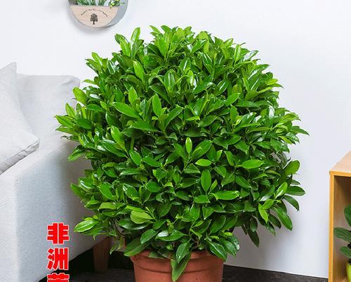 阳台盆栽花卉有哪些推荐？如何让阳台四季常青？