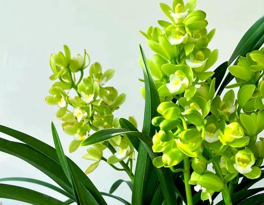 惠兰花期过后如何管理？有哪些管理要点？