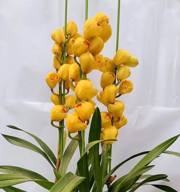 惠兰花期过后如何管理？有哪些管理要点？