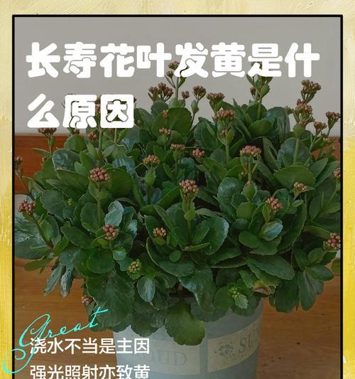 长寿花干叶掉叶的原因？可能是浇水太勤或缺水严重所致？