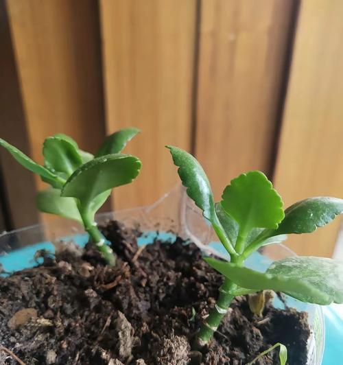 长寿花干叶掉叶的原因？可能是浇水太勤或缺水严重所致？