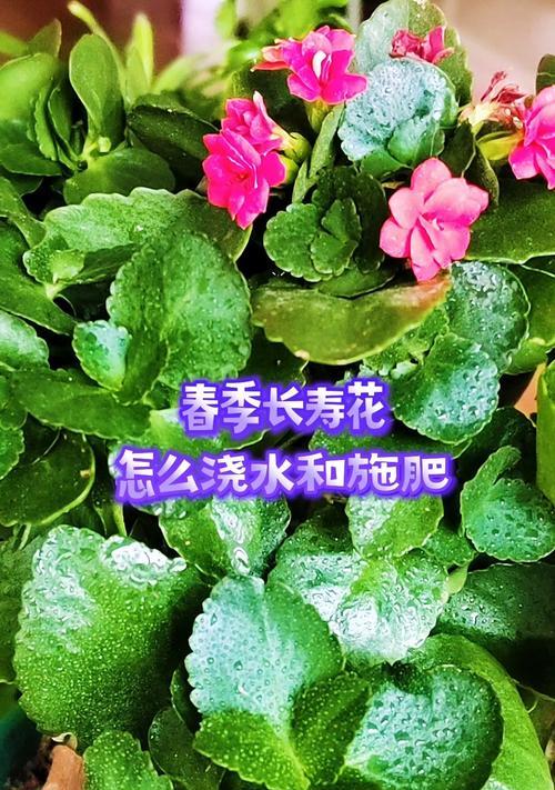 长寿花干叶掉叶的原因？可能是浇水太勤或缺水严重所致？