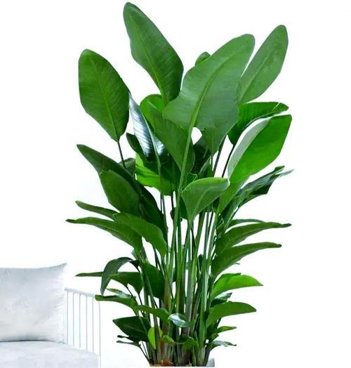 7种适合家居养护的绿植推荐？装点生活又易打理？