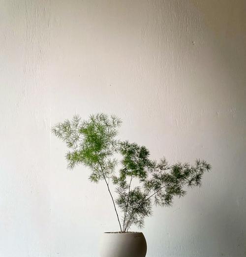 蓬莱松的种植方法：土壤选择？