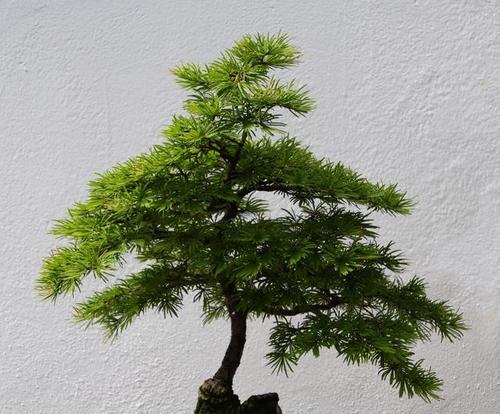 蓬莱松的种植方法：土壤选择？