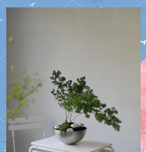 蓬莱松的种植方法：土壤选择？