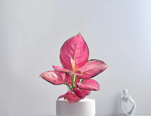 彩叶万年青的养护方法？