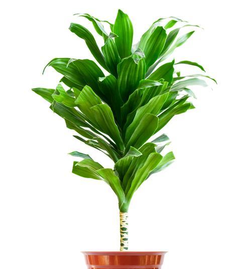彩叶万年青的养护方法？