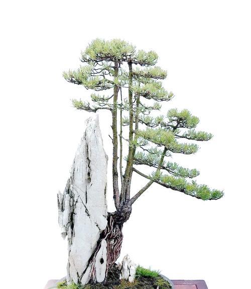 如何在阳台上轻松制作迷人的盆景？