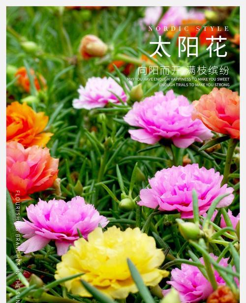 重瓣太阳花可以活几年？有哪些延长其寿命的方法？