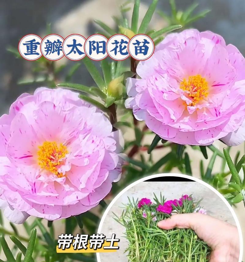 重瓣太阳花可以活几年？有哪些延长其寿命的方法？
