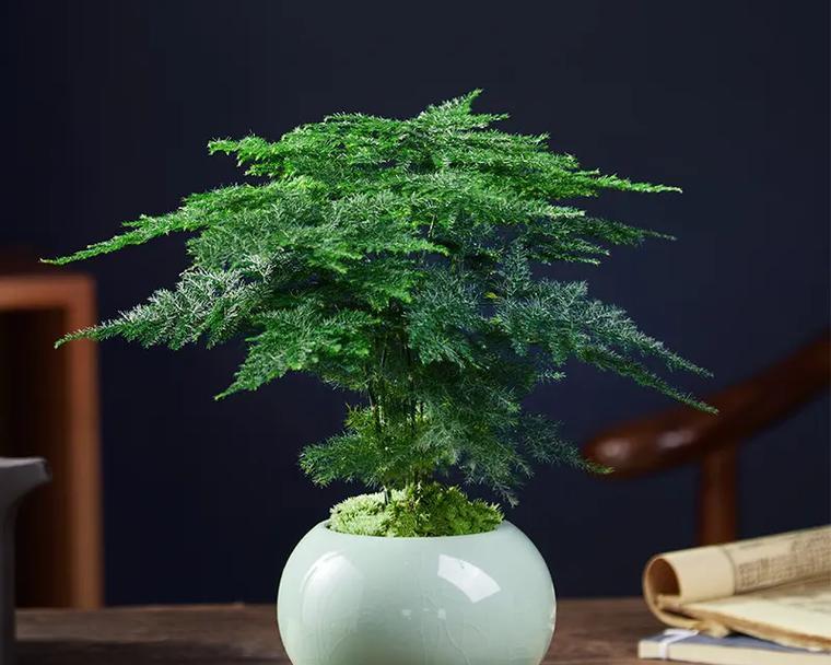 小盆栽办公室花卉？