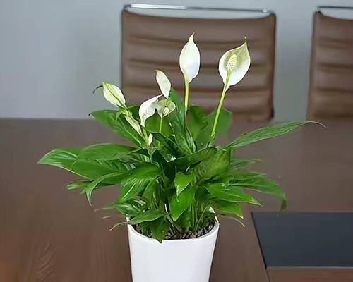 小盆栽办公室花卉？
