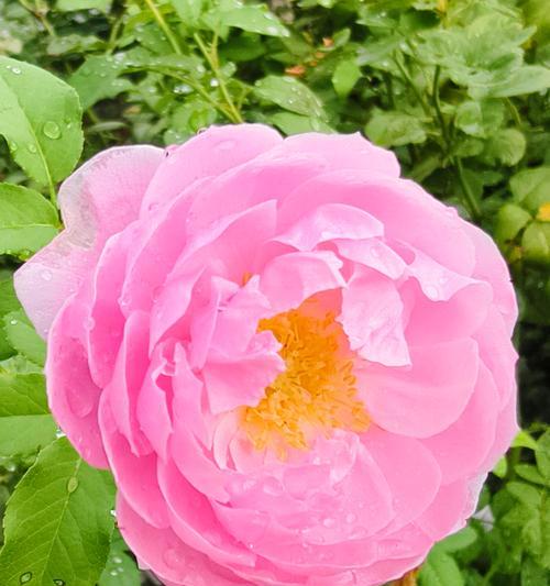 花期超短的花卉盘点？