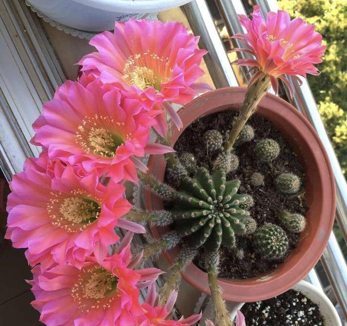 花期超短的花卉盘点？