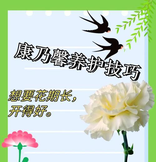非洲茉莉的养护指南：从光照到肥料的全面解读？